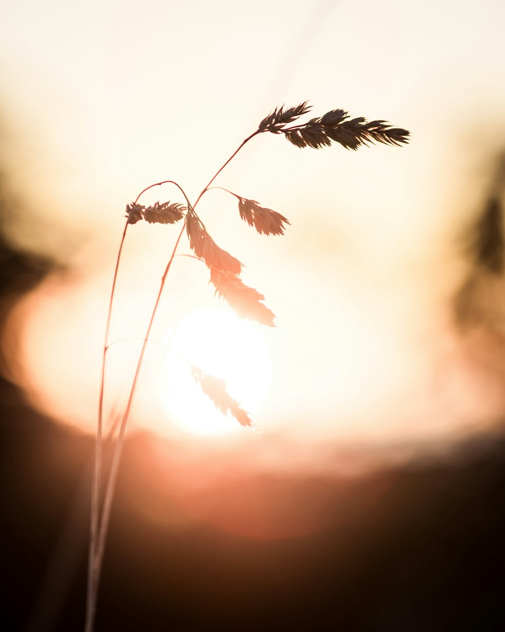 a close up of a plant with the sun in the background