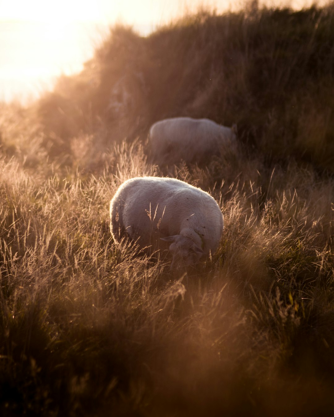 white sheep eating grass during daytime