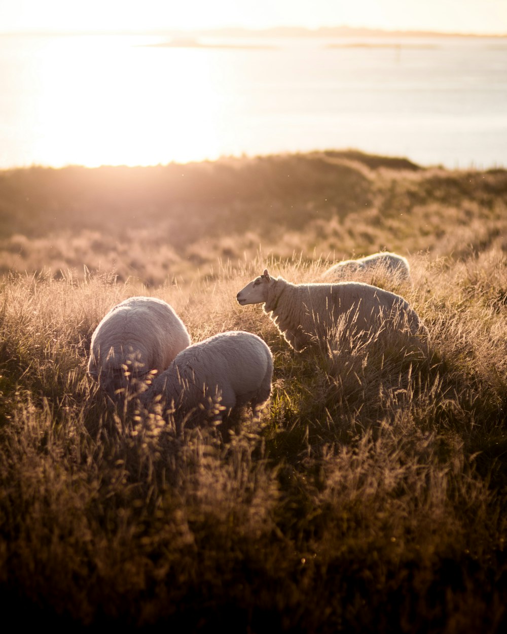 photography of sheep eating a grass during daytime