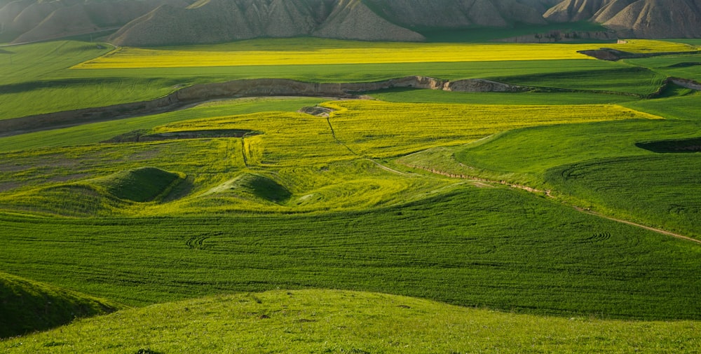 panorama green grass field scenery