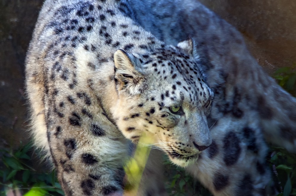 snow leopard