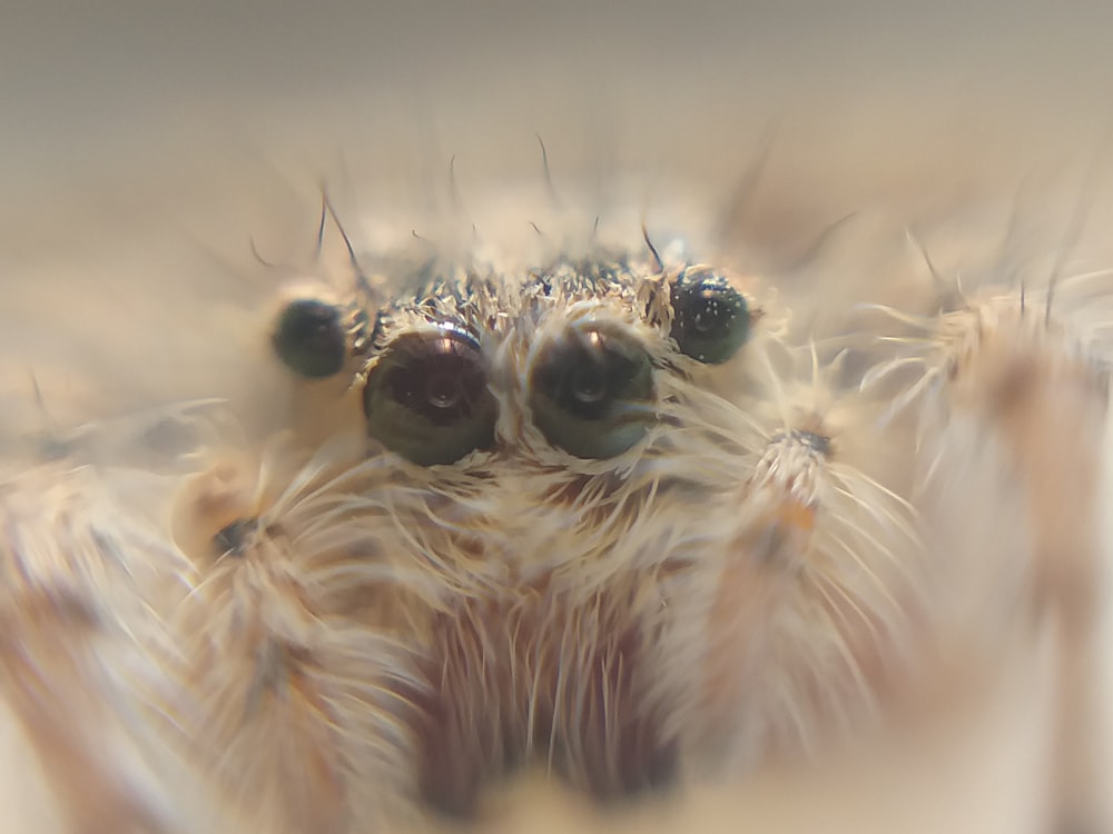 white tarantula face macro photography