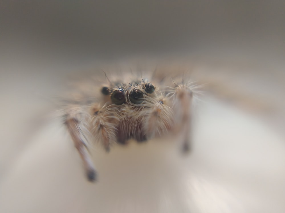 茶色の蜘蛛
