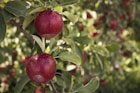 round red fruit