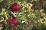 round red fruit