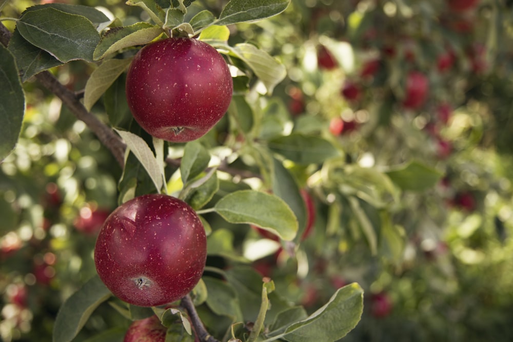 frutas vermelhas redondas