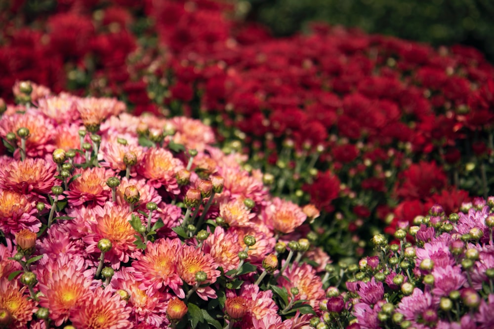 photo of red and pink flowers