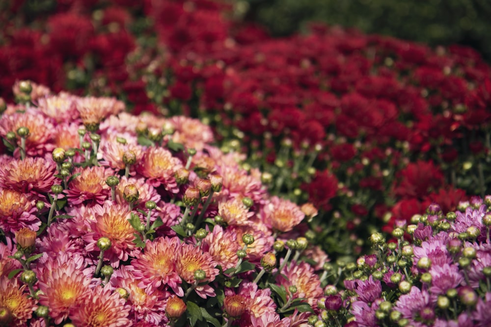 photo of red and pink flowers