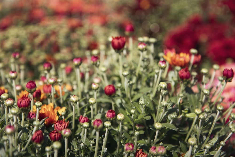 빨간색과 주황색 꽃 매크로 사진