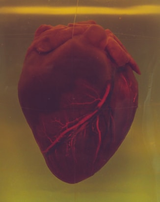 human heart