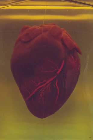 human heart