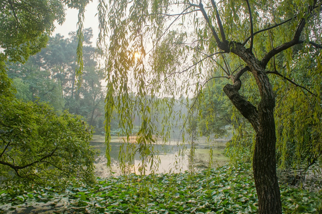 travelers stories about Forest in West Lake, China