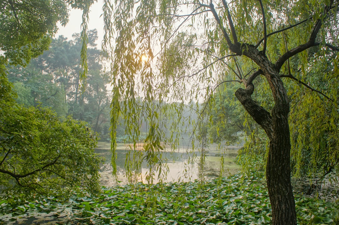 Forest photo spot West Lake China