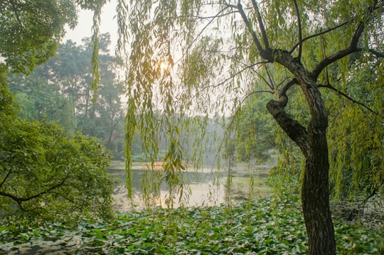 green trees in West Lake China