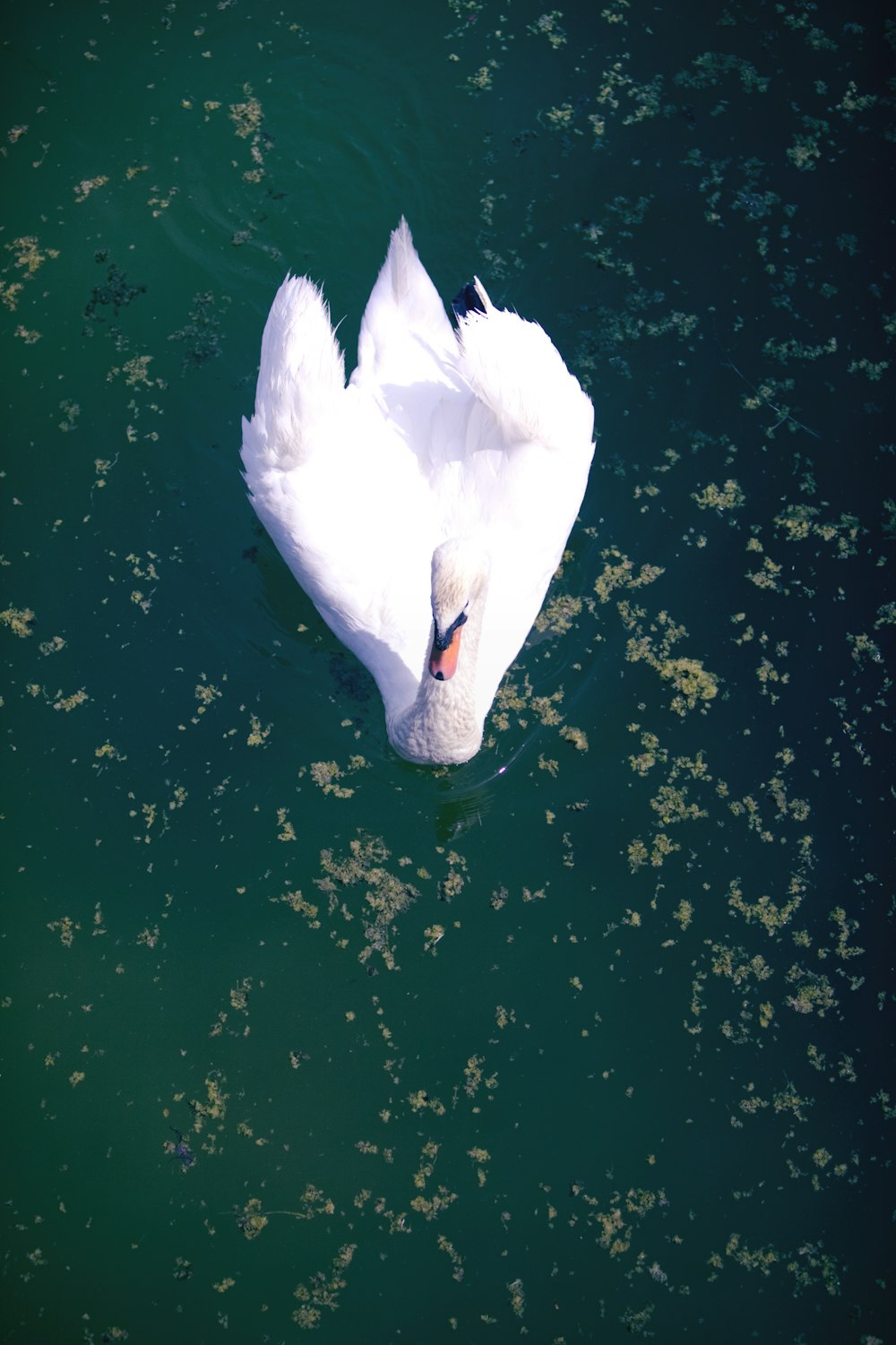 white mute swan