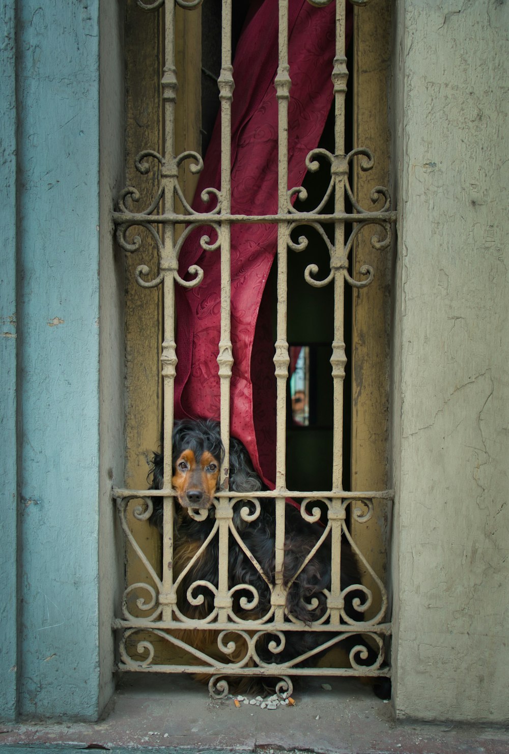 black dog standing beside window