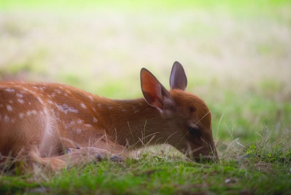 brown deer