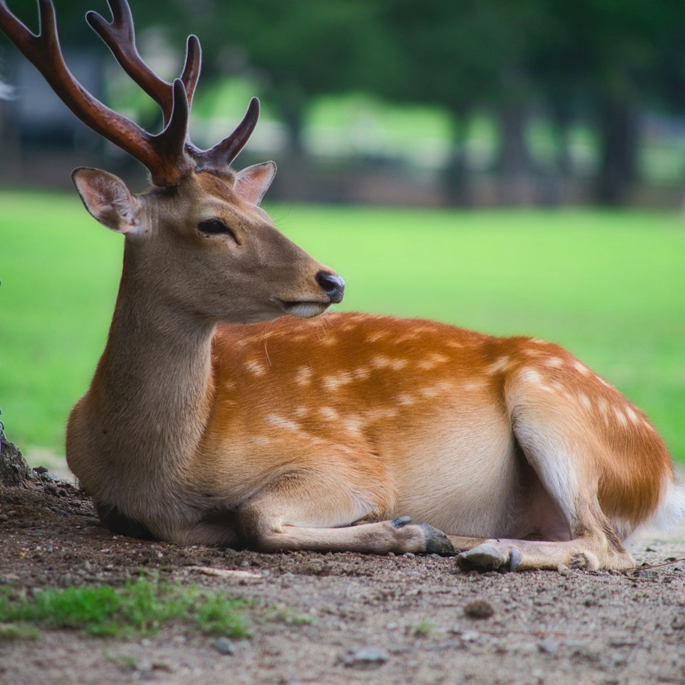 lying deer on ground