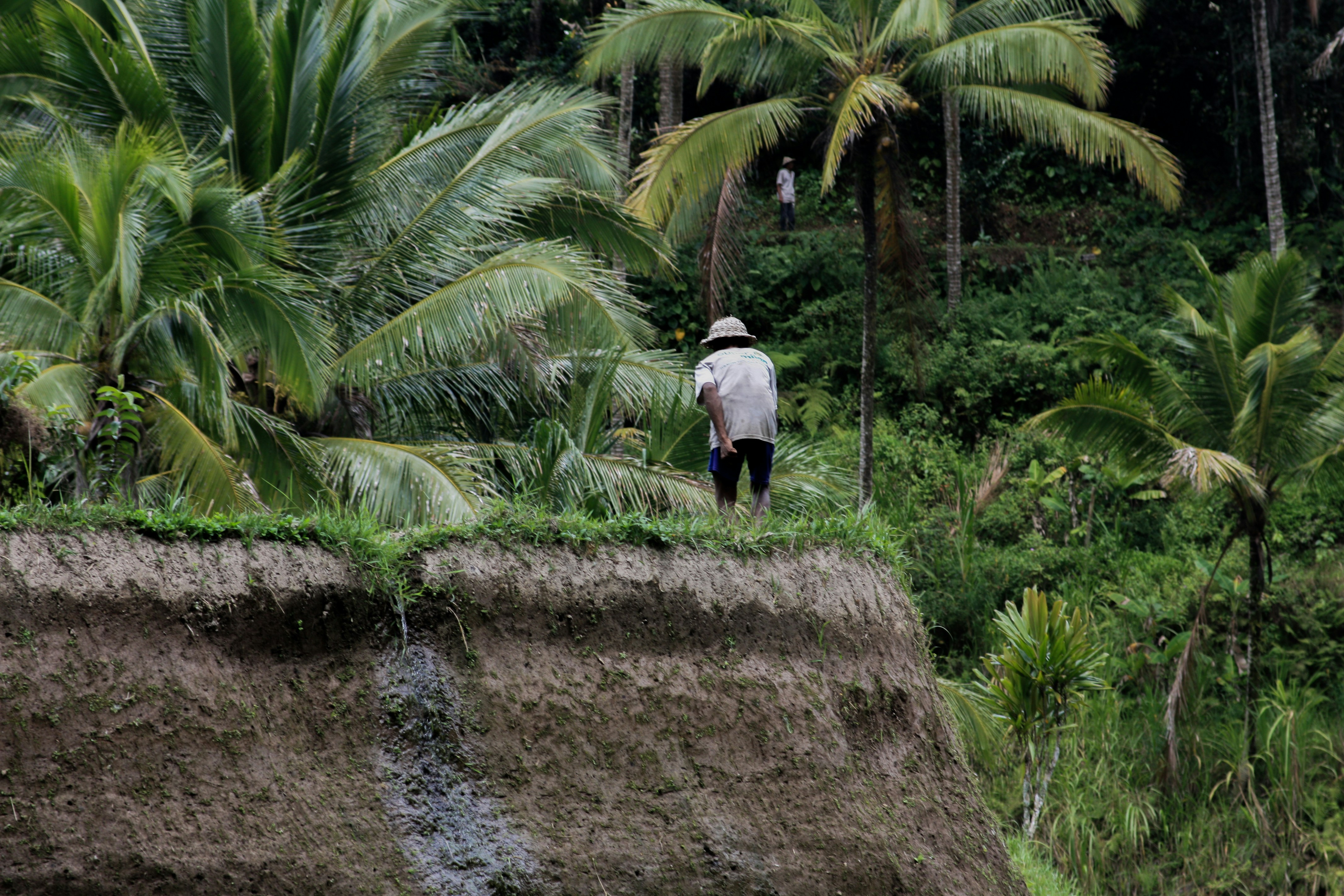 woman standing on rice terrace