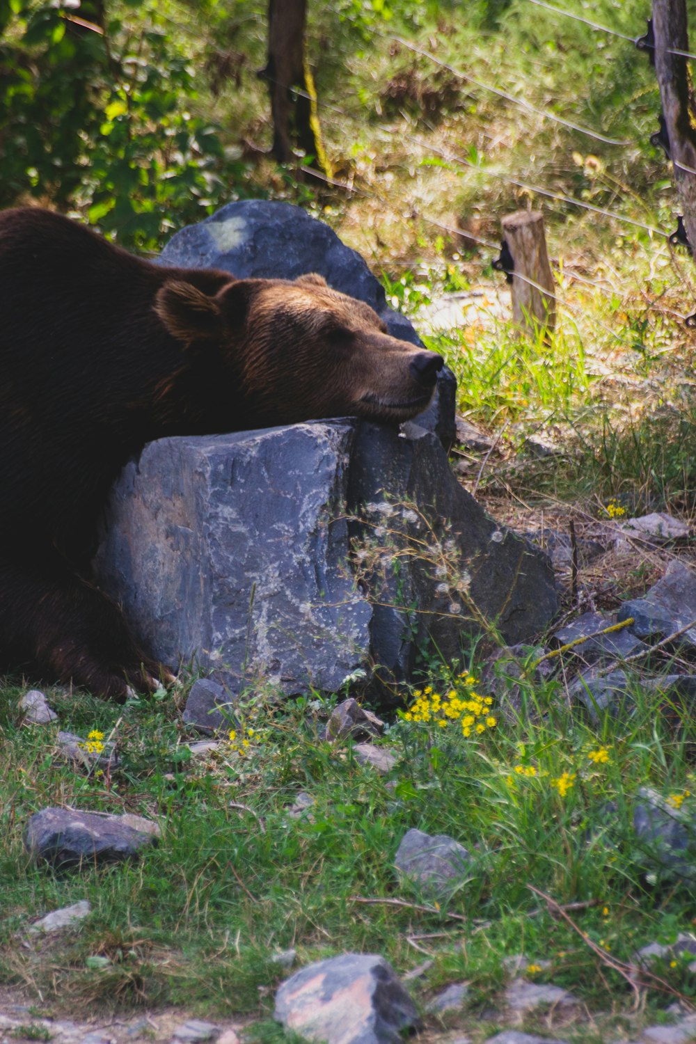 brown bear