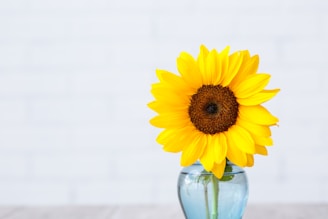 yellow sunflower in glass vase