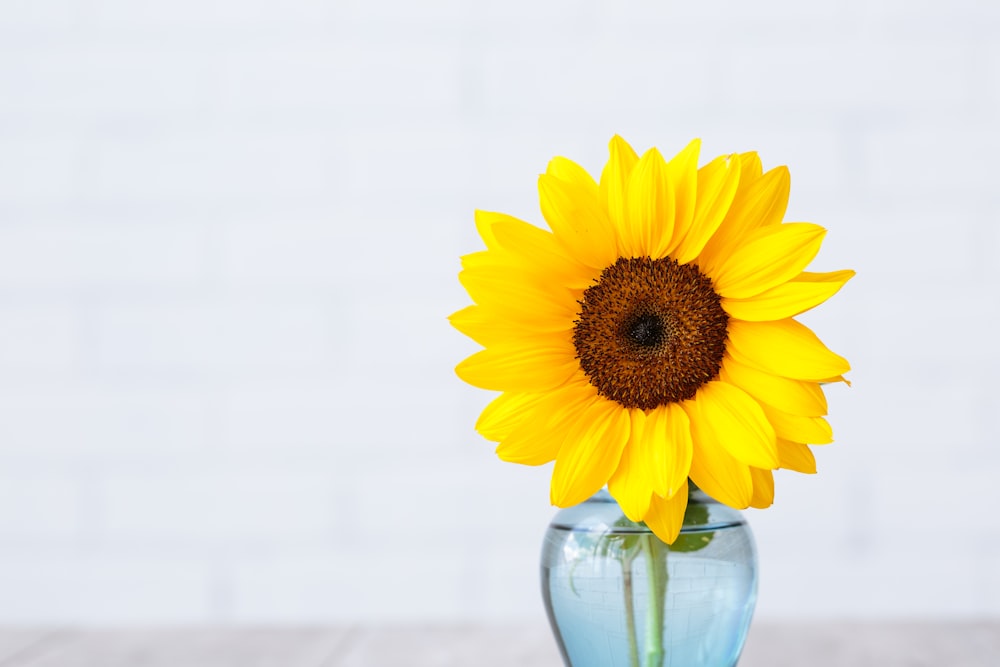 yellow sunflower in glass vase