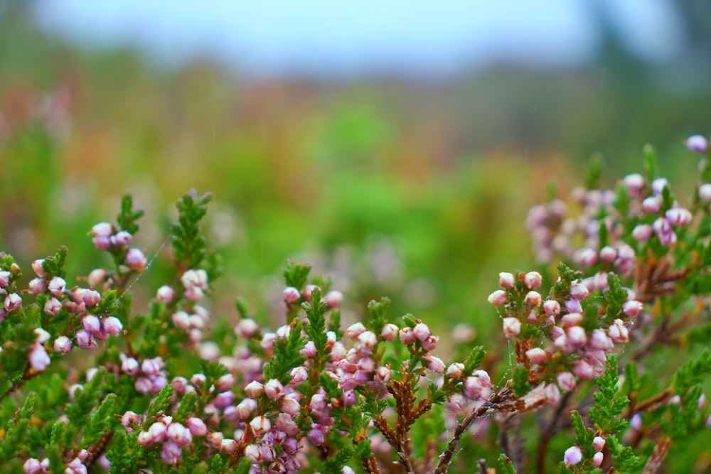 shallow focus photography of green-leafed plant with pink flowers