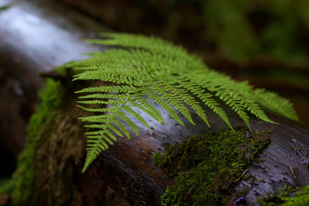photo of green fern