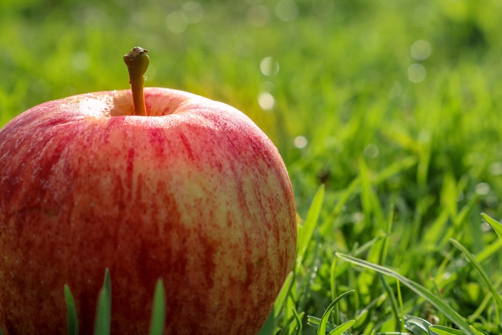 selective focus photography of apple