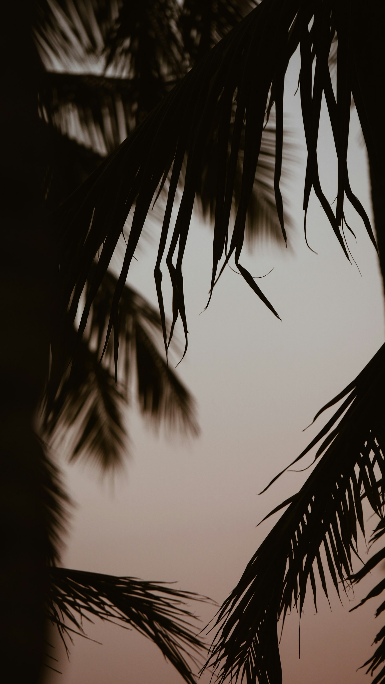 LUMIX G VARIO 100-300/F4.0-5.6II sample photo. Silhouette of coconut trees photography