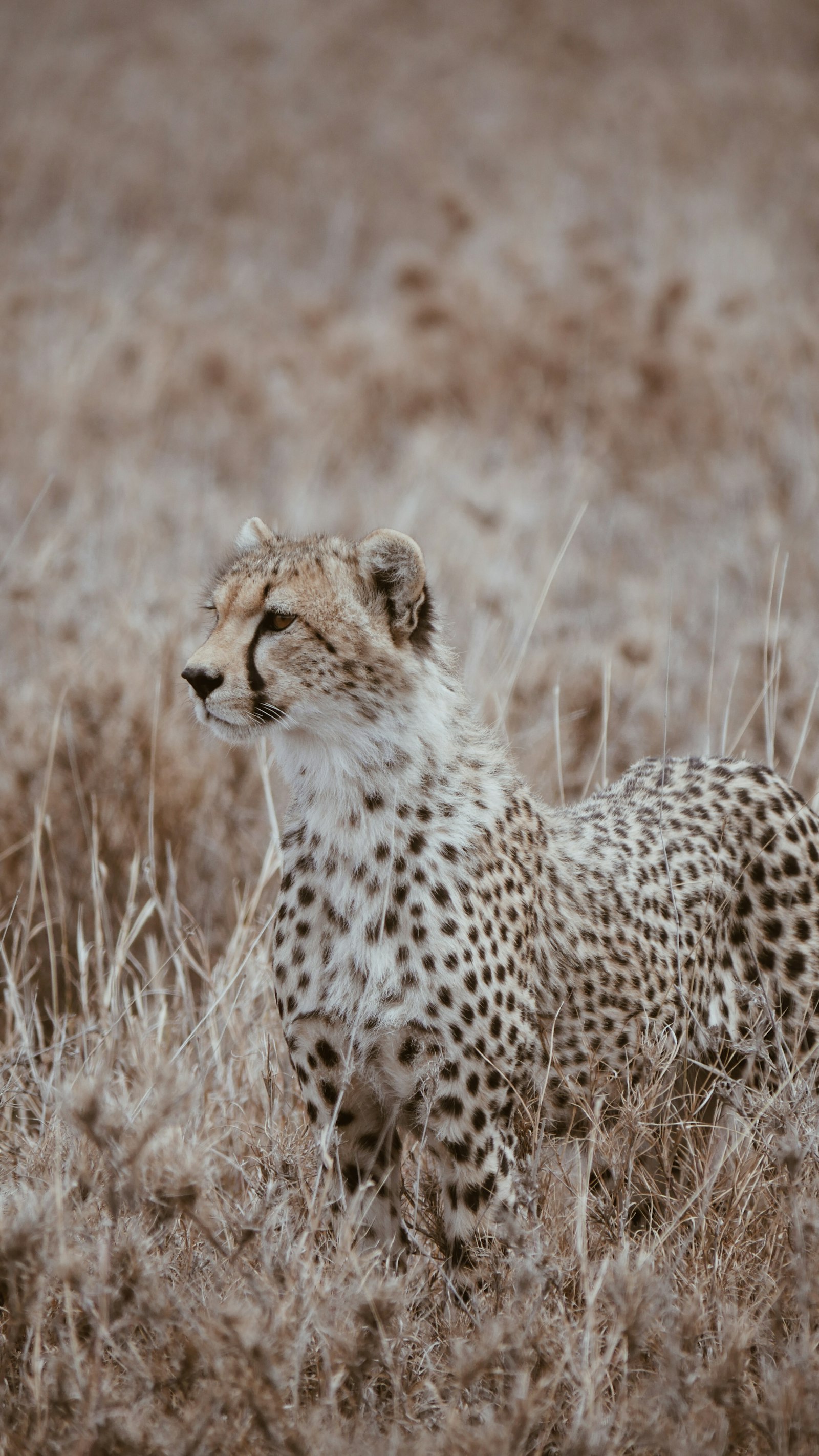 LUMIX G VARIO 100-300/F4.0-5.6II sample photo. Brown cheetah during daytime photography
