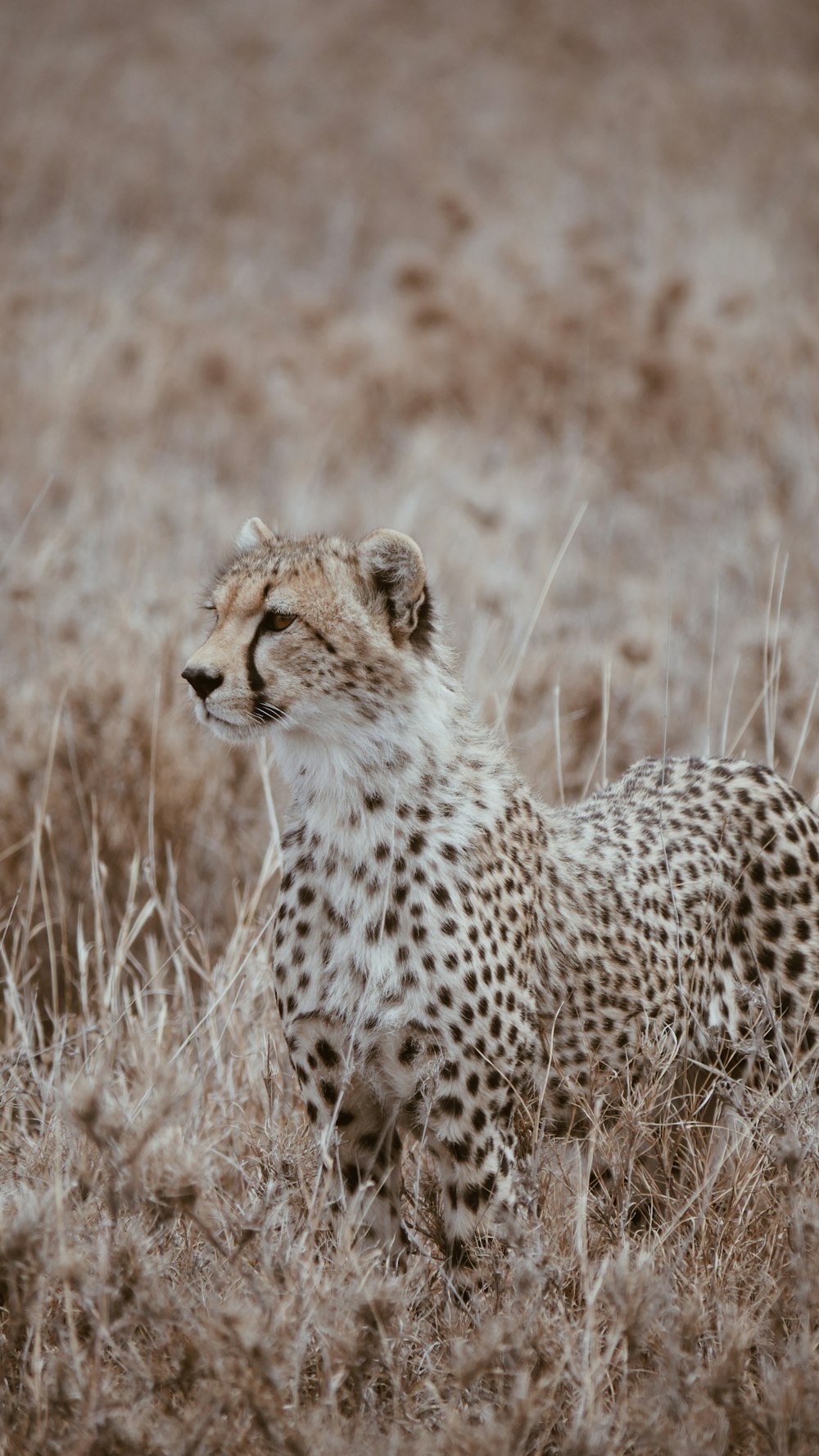 brown cheetah during daytime