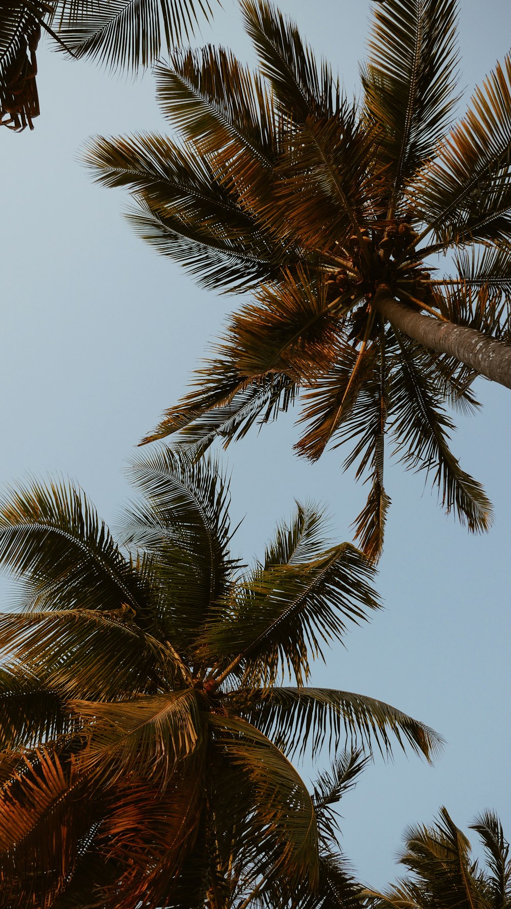 green coconut trees