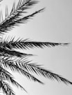 grayscale photography of coconut palm tree