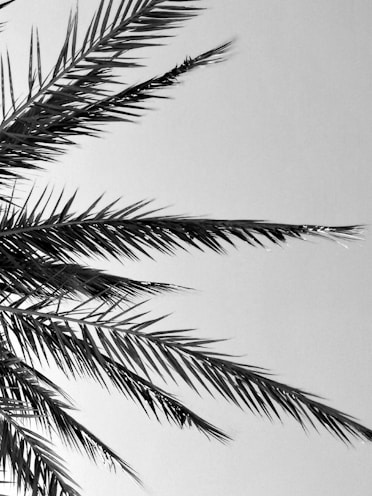 grayscale photography of coconut palm tree