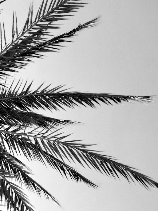 grayscale photography of coconut palm tree