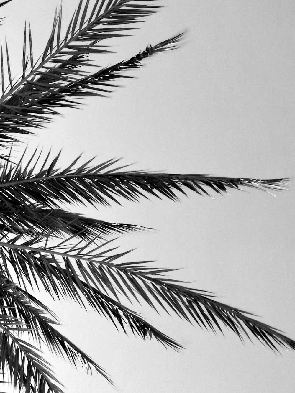 fotografia in scala di grigi della palma da cocco