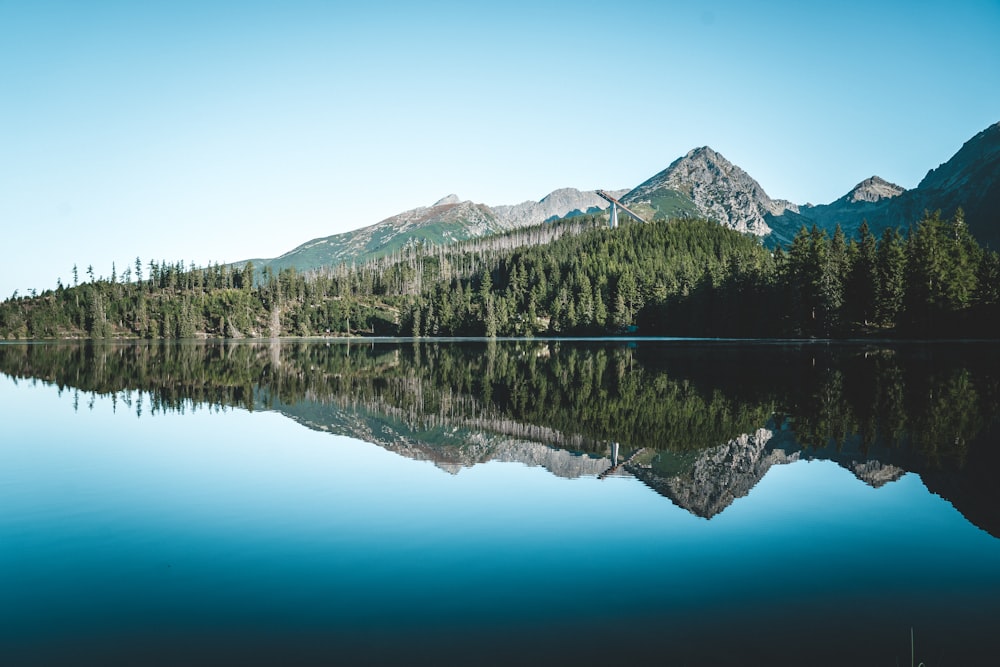 panoramic photography of forest