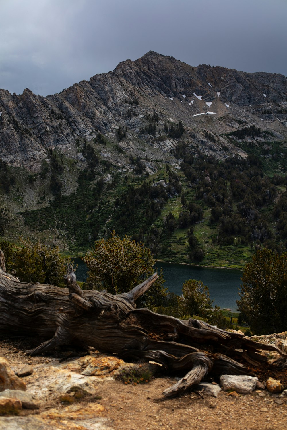 trees near lake