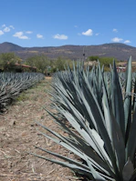 Rows of agave plants basking in the golden Mexican sunlight.