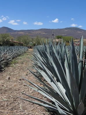 Rows of agave plants stretch out into the distance under a clear blue sky. The sharp, pointed leaves of the agave are a silvery green color. In the background, there is a range of hills or mountains with sparse vegetation.