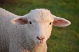 beige sheep