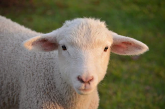 A close-up of a lamb with soft wool standing in a green pasture.