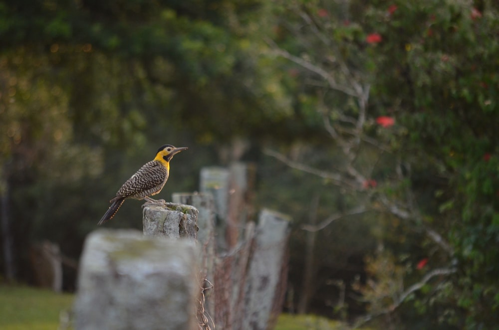 black and yellow bird on fence