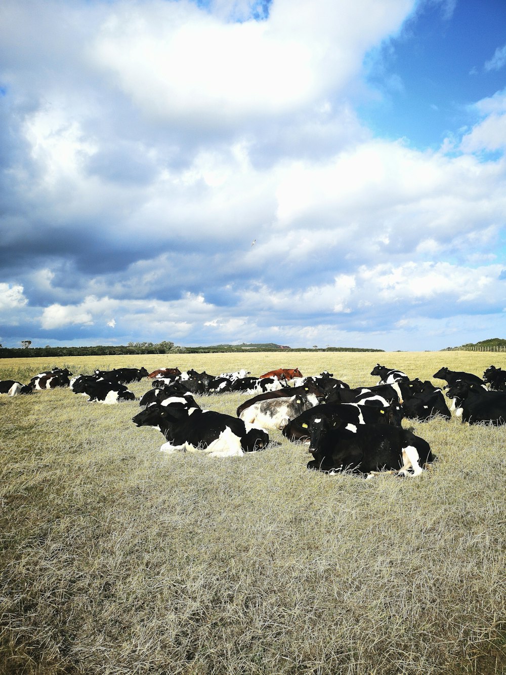 group of cows