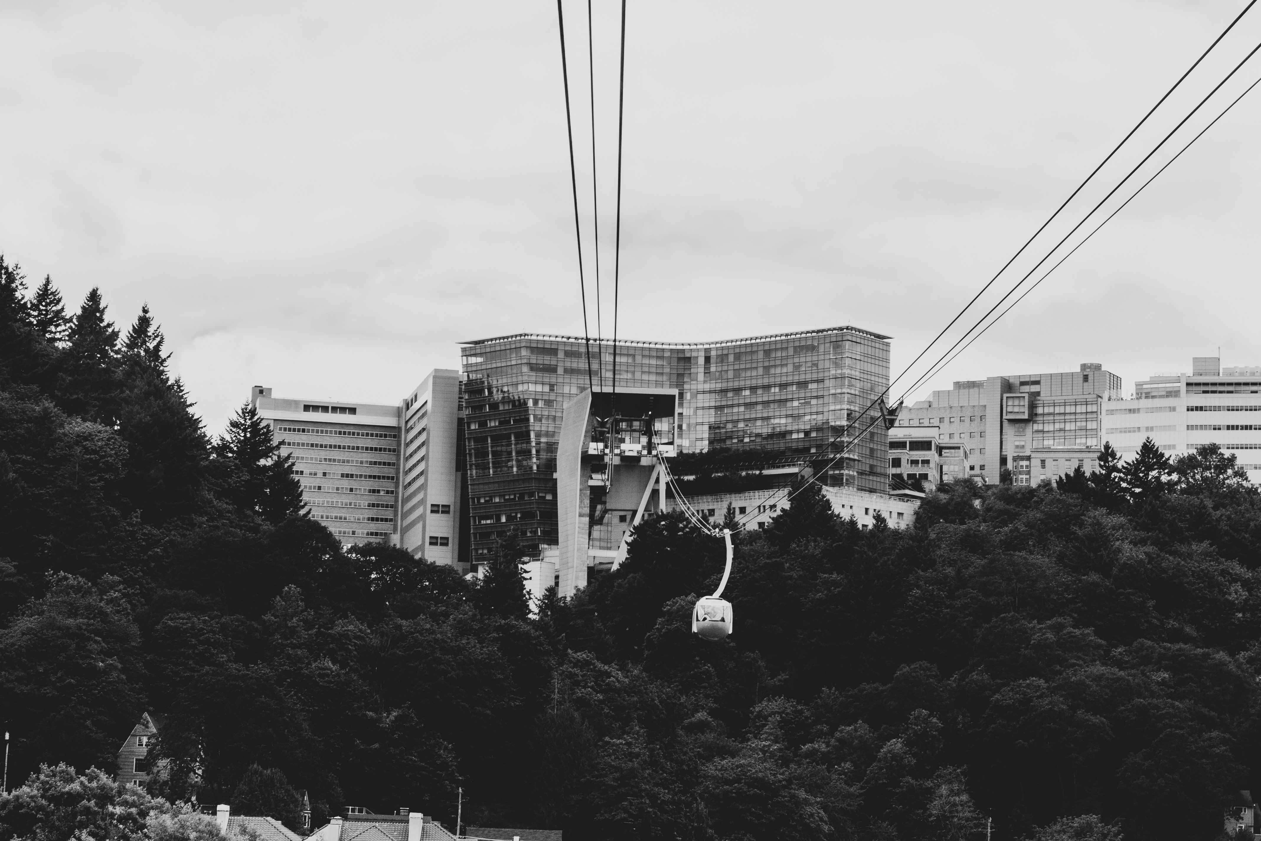 trees beside buildings