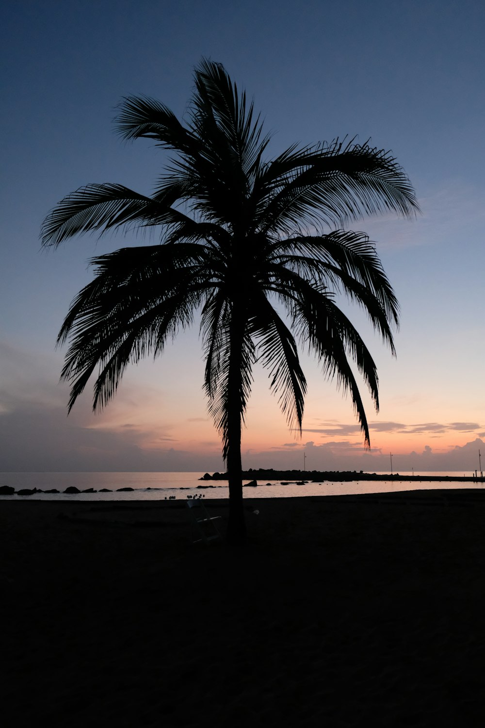 silhouette photography of palm tree