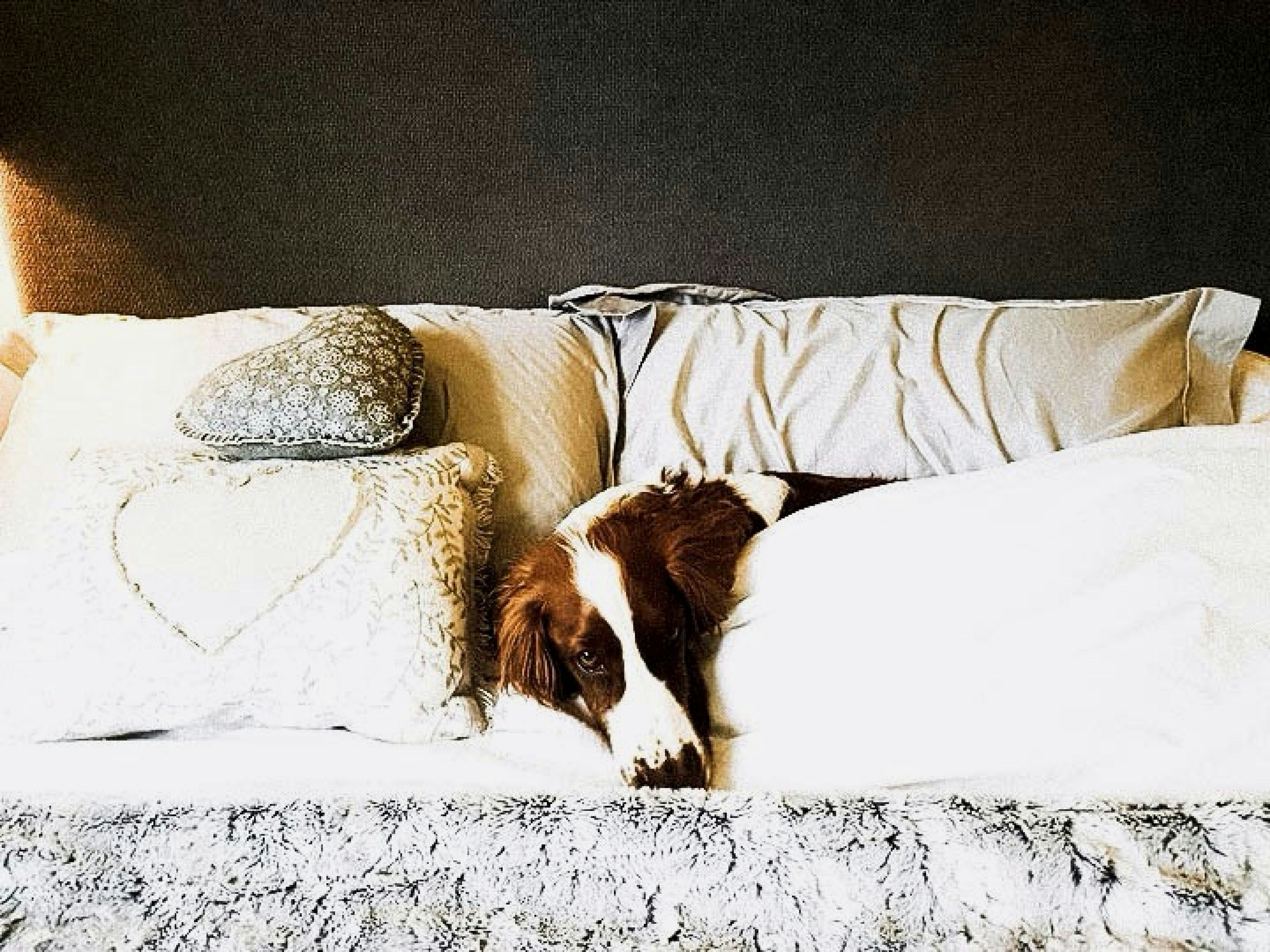 Dog sleeping peacefully