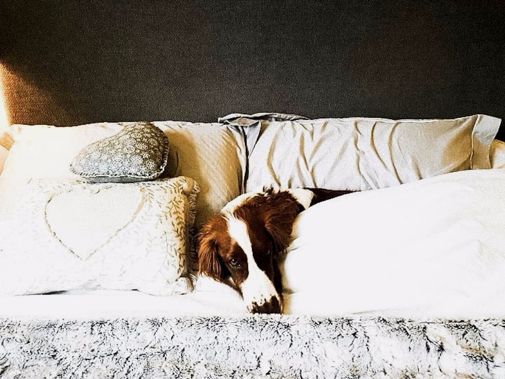 brown dog on sofa