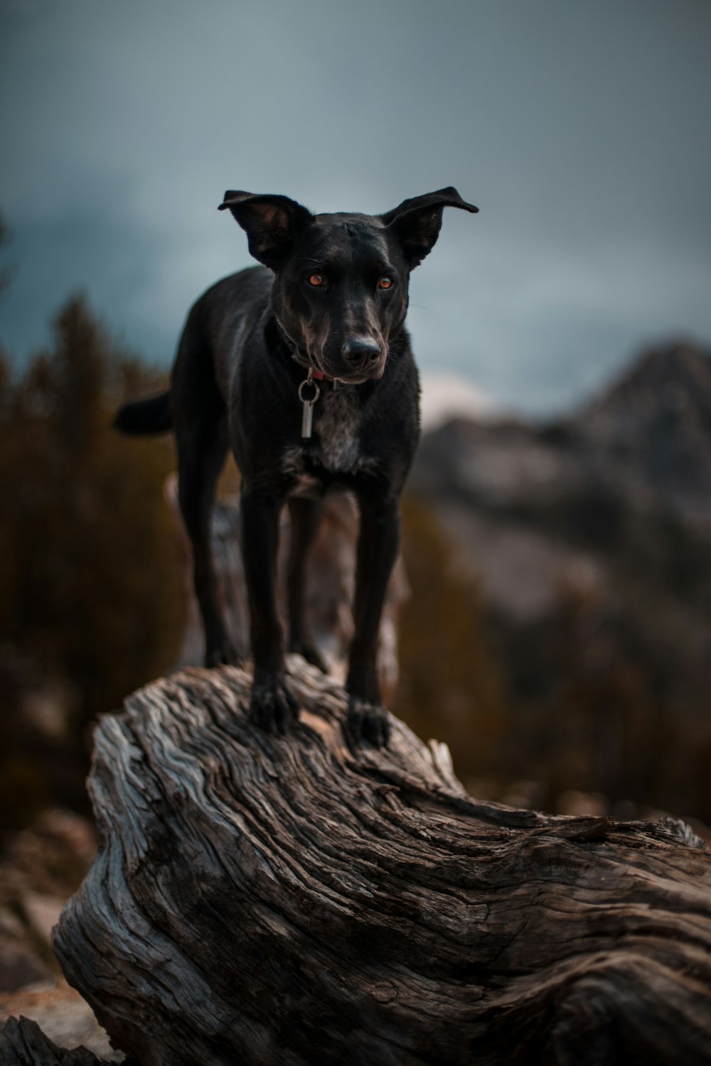 black dog on wood